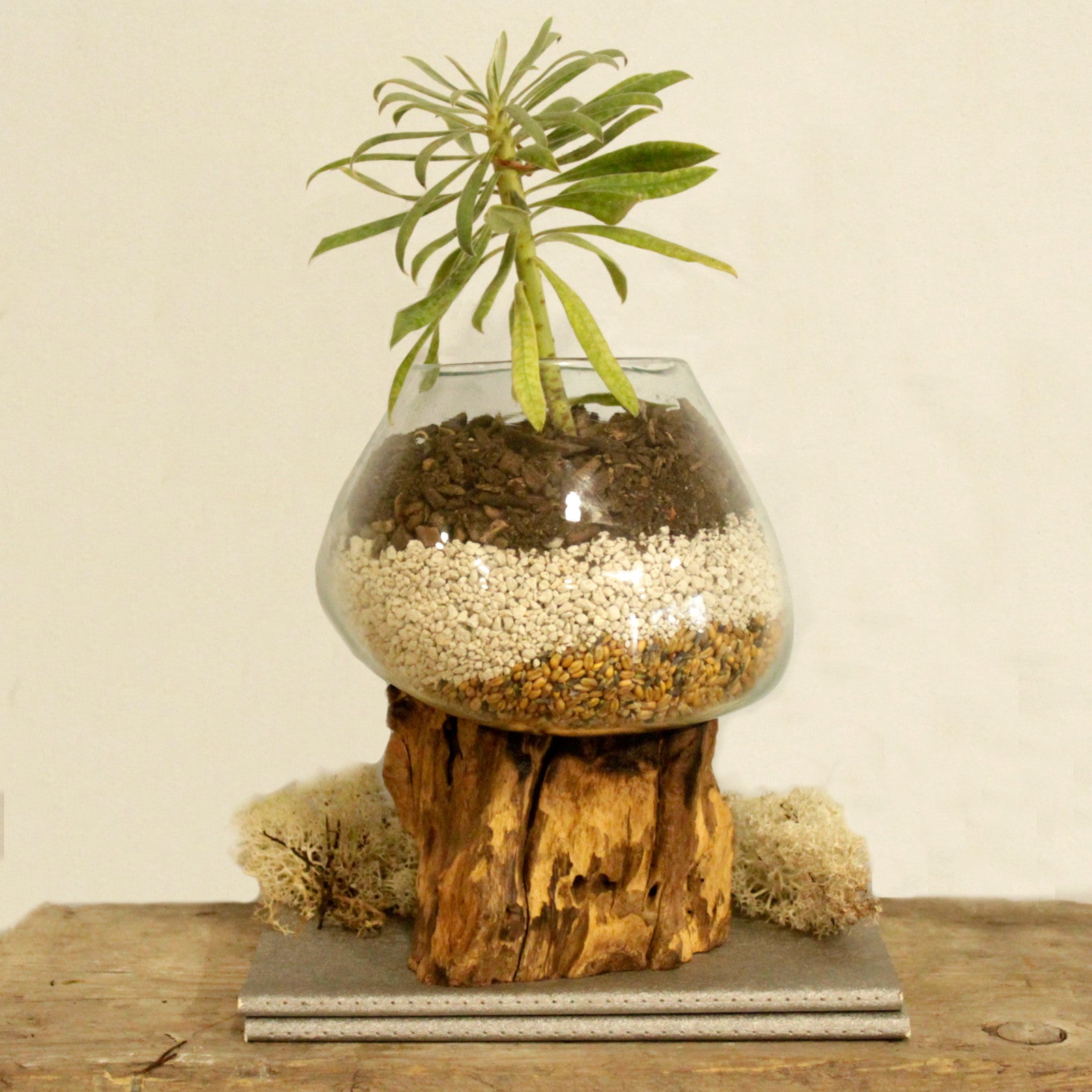 Sticla Topita pe Lemn - Bol Mare